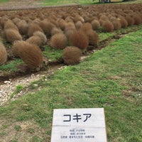 ひるがの高原 コキアパーク 高鷲ひるがの ひるがの高原 コキアパーク 高鷲ひるがの