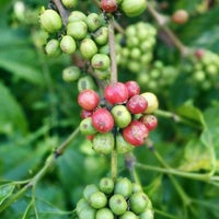 Photo taken at Kebun Kopi Banaran by Immawan N.S. A. on 5/10/2014