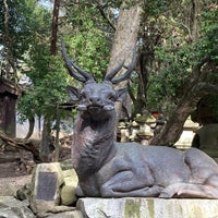 Photo taken at Kasuga-taisha Shrine by すみれ 桃. on 3/30/2024