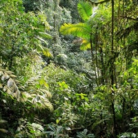 Mistico Arenal Hanging Bridges Park - Mountain