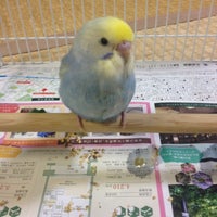 ペットショップ 鳥信 足立区 東京都