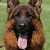 von der otto german shepherds