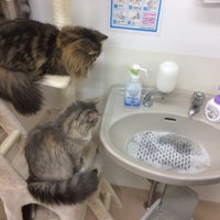 Photos At 猫カフェ Nyanchi Cafe In 野々市市