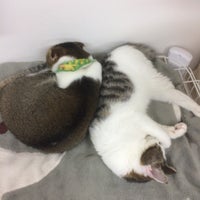 Photos At 猫カフェ Nyanchi Cafe In 野々市市
