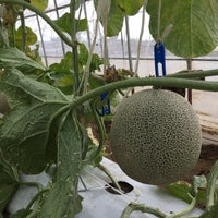 フォレストパーク メロンの森 1 Tip From 94 Visitors