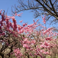 北野天満宮 梅苑 Garden In 京都市