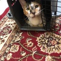 southpaws veterinary