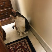 vca southpaws veterinary specialists & emergency center