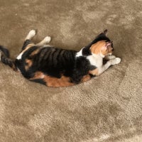 vca southpaws veterinary specialists & emergency center