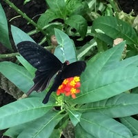 Photo taken at Butterfly Paradise by Olga on 4/3/2015