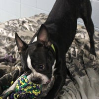 K9 to 5 dog on sale center