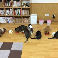 Photo taken at 猫カフェ ねこ会議 by 西米汁 on 11/6/2017