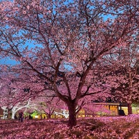 Photo taken at Lake Sagami Pleasure Forest by チラ見 on 4/13/2024