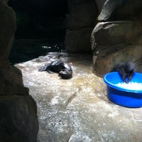Photo taken at Sea Otter Exhibit by Dawn 👑 H. on 9/15/2012