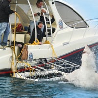 5/15/2014에 White Shark Diving Company님이 White Shark Diving Company에서 찍은 사진