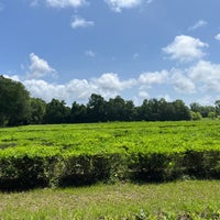 5/24/2022 tarihinde Paulette B.ziyaretçi tarafından Charleston Tea Plantation'de çekilen fotoğraf