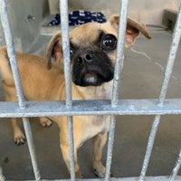 Снимок сделан в Pasadena Humane Society &amp;amp; SPCA пользователем K L. 10/9/2023