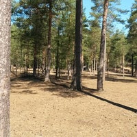 Лемболово Сосновый лес