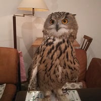 Cafe Hoot Hoot Cafe Cafe Hoot Hoot Cafe