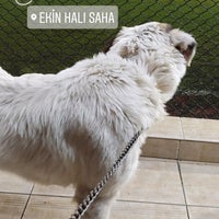 ekin hali sahalari stade de football a isytanbul