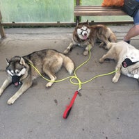 Photo taken at Площадка для дрессировки собак by Катечка С. on 6/27/2016