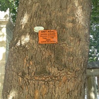 gelisim hali saha 2 tips