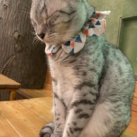 Photo taken at Cat Cafe Temari no Ouchi by hirotatsu 2. on 9/18/2022