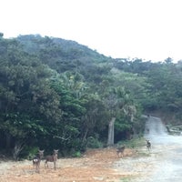 Photos At 天然記念物ケラマジカ及びその生息地 Other Great Outdoors Photos At 天然記念物ケラマジカ及びその生息地 Other Great Outdoors