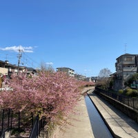 淀緑地 淀水路の河津桜並木 Park 淀緑地 淀水路の河津桜並木 Park