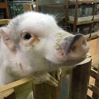 インナー シティ ズー ノア Noah The Inner City Zoo Pet Shop Em 横浜市