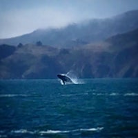 Photo taken at San Francisco Whale Tours by Marinka v. on 8/28/2017