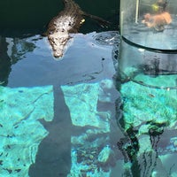 5/5/2018 tarihinde Karina L.ziyaretçi tarafından Crocosaurus Cove'de çekilen fotoğraf