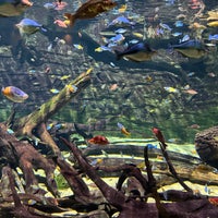 5/6/2024にStarish D.がVancouver Aquariumで撮った写真