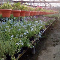 Ideal Plant Nursery Shah Alam Selangor