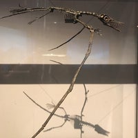 Photo taken at Pterosaur Exhibit by Maddy C. on 12/29/2017