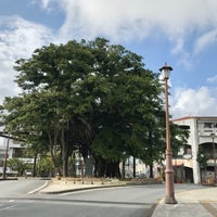 名護のひんぷんガジュマル Tree 名護のひんぷんガジュマル Tree