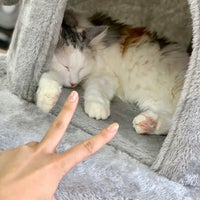 Photo taken at Cat Cafe ねころび by まゆこ。 on 9/2/2019