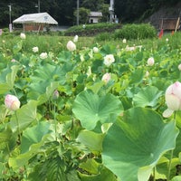 荒川 花ハス園 秩父市 埼玉県
