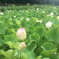 荒川 花ハス園 秩父市 埼玉県 荒川 花ハス園 秩父市 埼玉県
