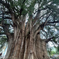 Review Árbol del Tule