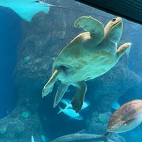 Photo taken at The Florida Aquarium by Melissa S. on 5/1/2023