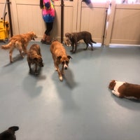 tails pet resorts las vegas