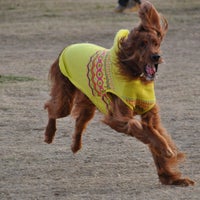 Photos At 六甲アイランドドッグラン Dog Run In 六甲アイランド