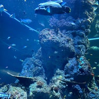 Photo taken at S.E.A. Aquarium by Konstantin Andreas F. on 4/3/2024