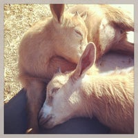 6/11/2013にBix F.がThe Belmont Goatsで撮った写真