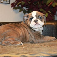 Foto diambil di One of a Kind Bulldogs oleh One of a Kind Bulldogs pada 5/23/2014