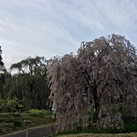 水中のしだれ桜 Garden In 上高井郡高山村 水中のしだれ桜 Garden In 上高井郡高山村