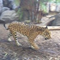 Photo taken at Jaguar Exhibit by Jay on 11/27/2017