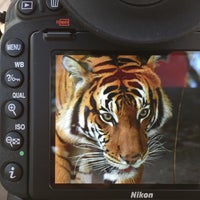 Photo taken at Malayan Tiger Habitat by Jay on 11/17/2017