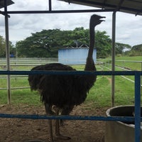 Ladang Burung Unta Farm